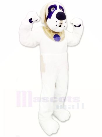 Schön Sankt Bernhard Hund Maskottchen Kostüm