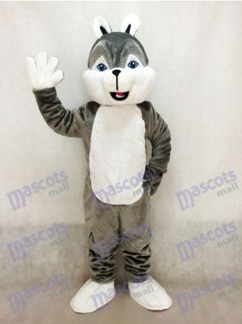 Nettes graues Husky Hunde Maskottchen Kostüm
