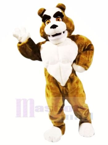 Leistung Muskulös Bulldogge Maskottchen Kostüme Karikatur